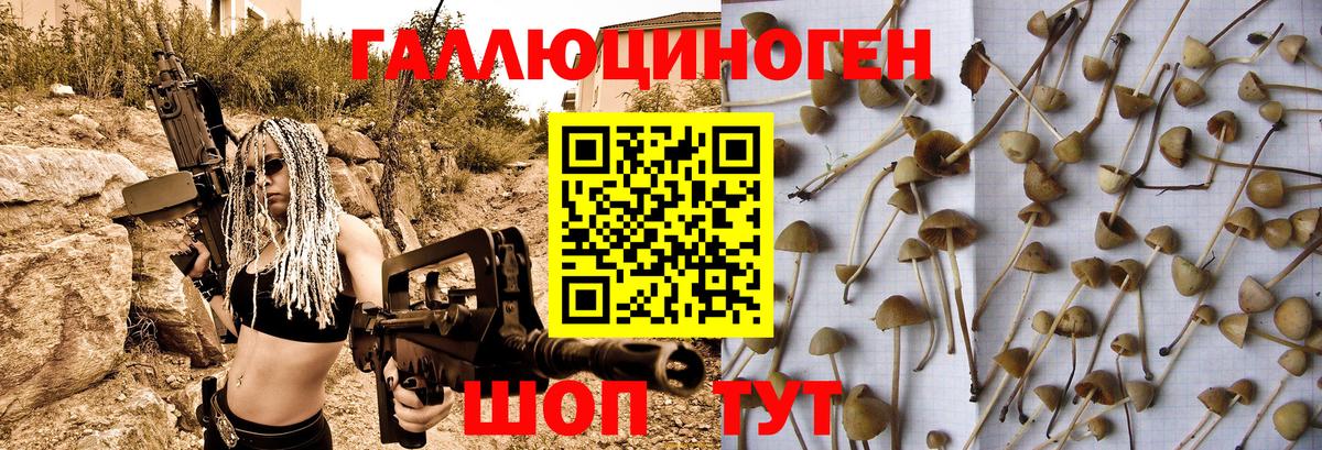 цена наркотик  Псилоцибиновые грибы Psilocybe  Вход с VPN  Киреевск  Псилоцибиновые грибы Psilocybine cubensis 